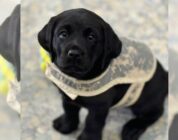 Paws with a cause: Puppies train to help veterans manage mental health