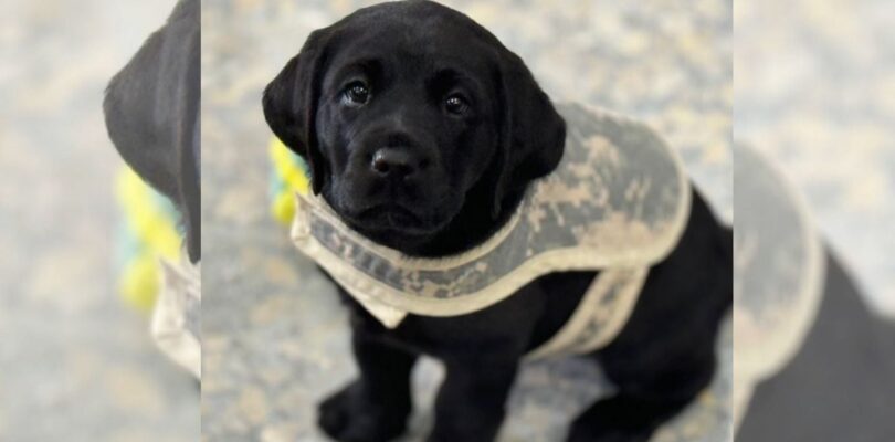 Paws with a cause: Puppies train to help veterans manage mental health