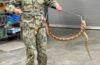 Enhancing Force Health Protection: NECE and Rattlesnake Conservancy Conduct Venomous Snake Handling Training at Naval Air Station Jacksonville