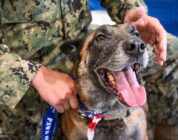 Injured Working Dog ‘Don’ Reunites with Navy Handler to Retire in California